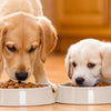 Is Puppy Food Different Than Dog Food? Exploring the Nutritional Divide