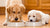 Is Puppy Food Different Than Dog Food? Exploring the Nutritional Divide