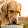 Is Puppy Food Good for Adult Dogs? Understanding the Differences in Dog Nutrition