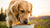 Is Puppy Food Good for Adult Dogs? Understanding the Differences in Dog Nutrition