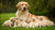 Is Puppy Food Good for Nursing Dogs? Understanding Nutritional Needs for Lactating Canines