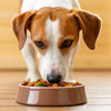 Is Puppy Food OK for Adult Dogs? Understanding the Nutritional Needs of Your Canine Companion