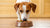 Is Puppy Food OK for Adult Dogs? Understanding the Nutritional Needs of Your Canine Companion