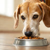 Is Puppy Food OK for Older Dogs? Understanding Canine Nutritional Needs