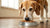 Is Puppy Food OK for Older Dogs? Understanding Canine Nutritional Needs