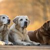 Is Puppy Food OK for Senior Dogs? Understanding the Nutritional Needs of Our Furry Friends