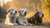 Is Puppy Food OK for Senior Dogs? Understanding the Nutritional Needs of Our Furry Friends