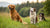 Is Puppy Food Okay for Adult Dogs? Understanding the Nutritional Differences
