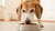 Is Puppy Food Okay for Older Dogs? Understanding Canine Nutrition Across Life Stages