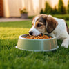 Is Raised Food Bowls Good for Dogs? Debating the Benefits and Risks