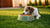 Is Raised Food Bowls Good for Dogs? Debating the Benefits and Risks