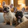 Is Raw Chicken Good for Dogs? Understanding the Risks and Benefits