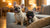 Is Raw Chicken Good for Dogs? Understanding the Risks and Benefits