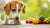 Is Raw Dog Food Bad for Dogs? Understanding the Risks and Benefits