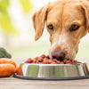 Is Raw Dog Food Better for Dogs? A Comprehensive Guide to Canine Nutrition