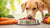 Is Raw Dog Food Better for Dogs? A Comprehensive Guide to Canine Nutrition