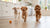 Is Raw Dog Food Better Than Dry Dog Food? A Comprehensive Guide
