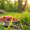 Is Raw Dog Food Good for Sensitive Stomach? Understanding the Best Diet for Your Pup