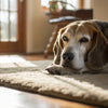 Is Raw Spinach Good for Dogs? Exploring the Benefits and Risks