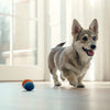Is Raw Sweet Potato Good for Dogs? A Comprehensive Guide to Feeding Sweet Potatoes to Your Canine Companion
