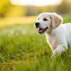 Is Regular Dog Food Bad for Puppies? Understanding Your Puppy’s Nutritional Needs