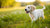 Is Regular Dog Food Bad for Puppies? Understanding Your Puppy’s Nutritional Needs
