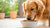 Is Retriever High Protein Dog Food Good for Your Dog?