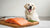 Is Salmon Dog Food Good for Allergies? A Comprehensive Guide-141219856623
