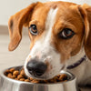 Is Salty Food Bad for Dogs to Eat? Understanding the Risks and Nutritional Needs