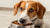Is Salty Food Bad for Dogs to Eat? Understanding the Risks and Nutritional Needs-140298223855
