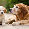 Is Senior Dog Food Bad for Puppies? Understanding the Nutritional Needs of Our Canine Companions