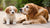 Is Senior Dog Food Bad for Puppies? Understanding the Nutritional Needs of Our Canine Companions