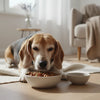 Is Senior Dog Food Better for Older Dogs? Understanding Their Unique Nutritional Needs