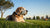 Is Senior Dog Food Low Fat? Understanding Nutritional Needs for Aging Canines-141045006575
