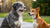 Is Senior Dog Food Ok for Younger Dogs? Understanding the Impact of Canine Nutrition Across Life Stages-141219102959