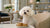 Is Soft Dog Food Good for Dogs? A Comprehensive Guide to Choosing the Right Diet