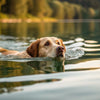 Is Swimming Good Exercise for Dogs? Exploring the Benefits and Best Practices