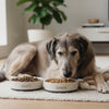 Is There a Difference Between Adult and Senior Dog Food?