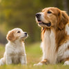 Is There a Difference Between Puppy Food and Dog Food? Understanding Your Pet’s Nutritional Needs