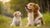 Is There a Difference Between Puppy Food and Dog Food? Understanding Your Pet’s Nutritional Needs