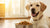 Is There a Dog Food for Dogs with Allergies? Understanding Nutrition for Our Sensitive Pals-141220184303