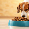 Is There a Dog Food That Helps with Human Allergies?
