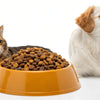 Is There a Dry Food for Both Cats and Dogs? Exploring the Possibilities