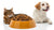 Is There a Dry Food for Both Cats and Dogs? Exploring the Possibilities