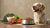 Is There a Problem with Grain-Free Dog Food? Understanding the Risks for Your Pup