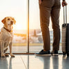 Is There a Weight Limit for Dogs to Fly? Understanding Airline Policies