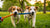 Is Tug of War Good Exercise for Dogs? Understanding the Benefits and Best Practices