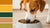 Is Turkey Kibble Good for Dogs? Understanding the Benefits and Risks