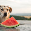Is Watermelon Good for Dogs? A Comprehensive Guide for Pet Owners