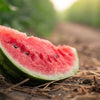 Is Watermelon Good for Dogs to Lose Weight?